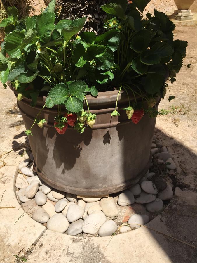 Casale Rocca Fiorita Couette-café 2*